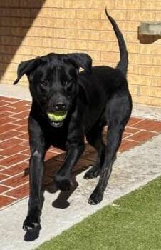 Rescue Labrador Retriever Dogs for Adoption in Denton, Texas - Spruce | PetCurious