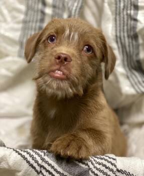 Dan -  Shih Tzu and Pug Dog for Adoption in Decorah, Iowa - Dan | PetCurious