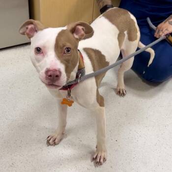 Pit Bull Terrier Dogs Available for Adoption in Baltimore, Maryland - Yaya | PetCurious