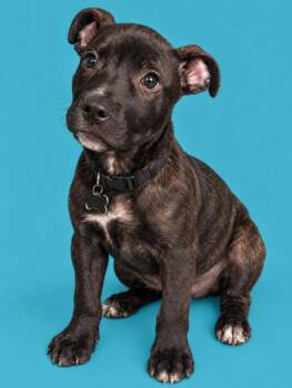 Summer - Brynns litter -  American Staffordshire Terrier Dog for Adoption in Holly Springs, North Carolina - Summer - Brynns Litter | PetCurious