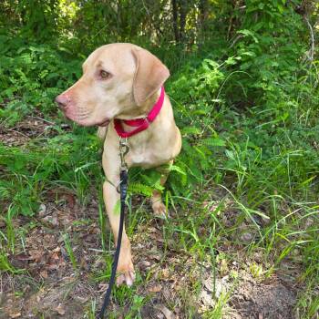 Ren -  Mixed Breed Dog for Adoption in Titusville, Florida - Ren | PetCurious