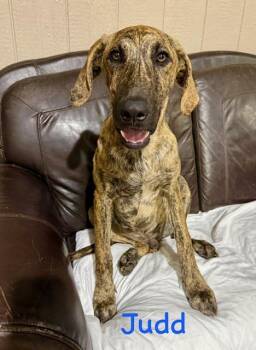 Judd -  Great Dane Dog for Adoption in Zimmerman, Minnesota - Judd | PetCurious