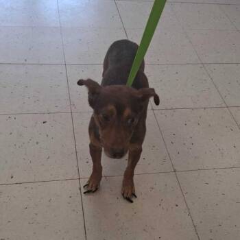 Kuzco -  Mixed Breed Dog for Adoption in Davenport, Iowa - Kuzco | PetCurious