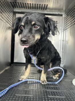 Gigi Grace -  Dachshund and Cavalier King Charles Spaniel Dog for Adoption in Houston, Texas - Gigi Grace | PetCurious