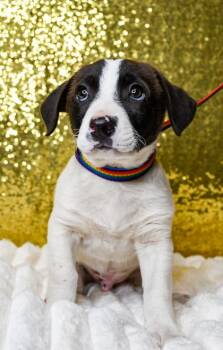 Ace -  Labrador Retriever and Chihuahua Dog for Adoption in Yakima, Washington - Ace | PetCurious