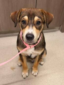 LUCAS -  German Shepherd Dog Dog for Adoption in Baytown, Texas - LUCAS | PetCurious