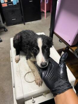 Amalia -  Border Collie and Mixed Breed Dog for Adoption in Rockport, Texas - Amalia | PetCurious
