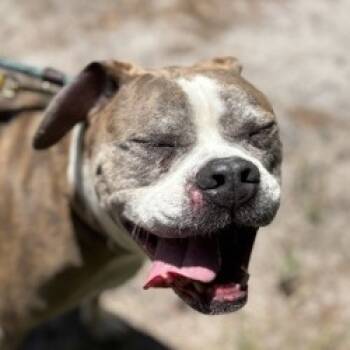 Rescue Mixed Breed Dogs for Adoption in Newark, New Jersey - Maple | PetCurious