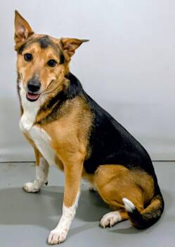 Akita Dogs Available for Adoption in Aurora, Nebraska - Luna | PetCurious