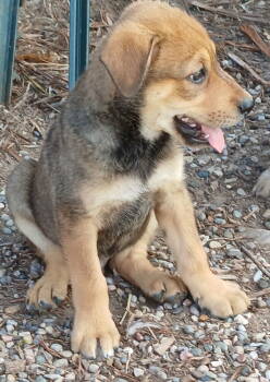 Rescue Australian Shepherd Dogs for Adoption in Gallup, New Mexico - Thursday | PetCurious