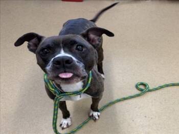 Pit Bull Terrier Dogs Available for Adoption - BLUE BONNET | PetCurious