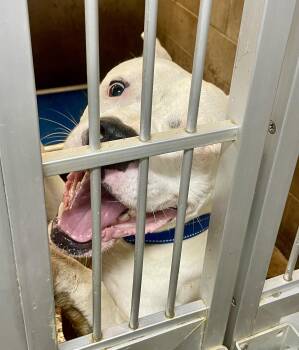 American Bully Dogs Available for Adoption in Lacon, Illinois - Asher | PetCurious