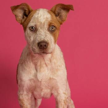 Cattle Dog Dogs Available for Adoption in South Elgin, Illinois - Lady Cluck | PetCurious