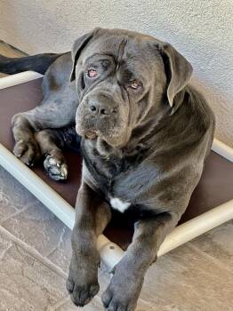 Jax -  Mastiff Dog for Adoption in Elk Grove, California - Jax | PetCurious