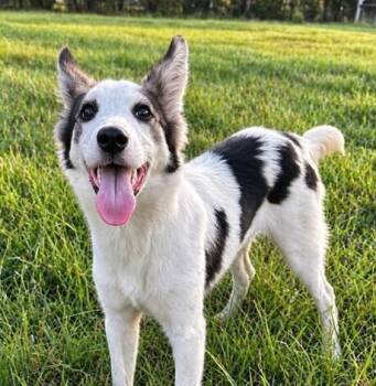Pup Newton -  Husky Dog for Adoption in Washington, District Of Columbia - Pup Newton | PetCurious