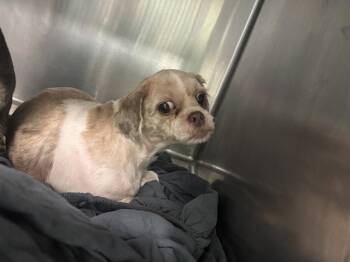 ESTRELLA -  Pekingese and Mixed Breed Dog for Adoption in Grand Prairie, Texas - ESTRELLA | PetCurious