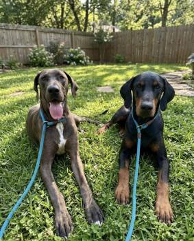 Great Dane and Doberman Pinscher Dogs Available for Adoption in Claremont, California - Flash & Floyd | PetCurious