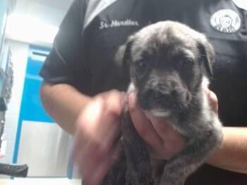 Pit Bull Terrier and Mixed Breed Dogs Available for Adoption in Albuquerque, New Mexico - POLISH | PetCurious