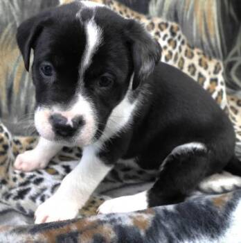 Labrador Retriever and Pit Bull Terrier Dogs Available for Adoption in Thief River Falls, Minnesota - Ollie | PetCurious