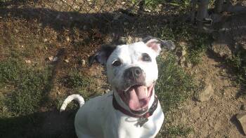 MISSY MISS -  Pointer Dog for Adoption in Reed City, Michigan - MISSY MISS | PetCurious