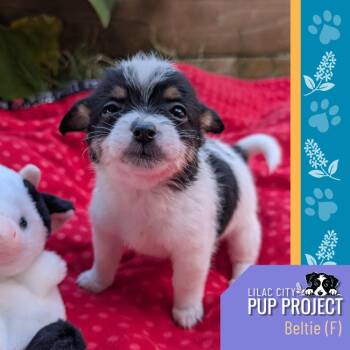 Beltie -  Chihuahua Dog for Adoption in Spokane, Washington - Beltie | PetCurious