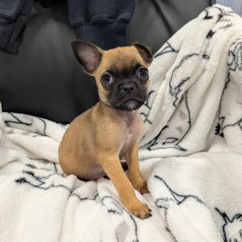 CLOVER -  Pug Dog for Adoption in Chico, California - CLOVER | PetCurious