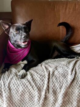 Luna -  Australian Kelpie Dog for Adoption in Houston, Texas - Luna | PetCurious