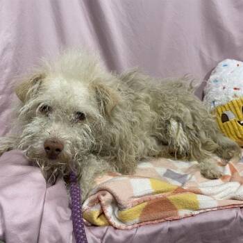 RUFF -  Poodle and Mixed Breed Dog for Adoption in Modesto, California - RUFF | PetCurious
