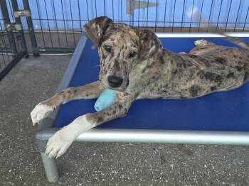 Great Dane Dogs Available for Adoption in Jupiter, Florida - Mabel | PetCurious
