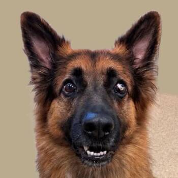 Hays -  German Shepherd Dog Dog for Adoption in Brenham, Texas - Hays | PetCurious