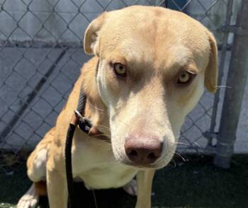 BUTTER -  Labrador Retriever and Mixed Breed Dog for Adoption in Texas City, Texas - BUTTER | PetCurious