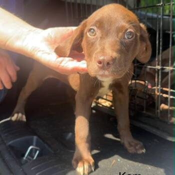 Chocolate Labrador Retriever Dogs Available for Adoption in Starkville, Mississippi - Kam | PetCurious