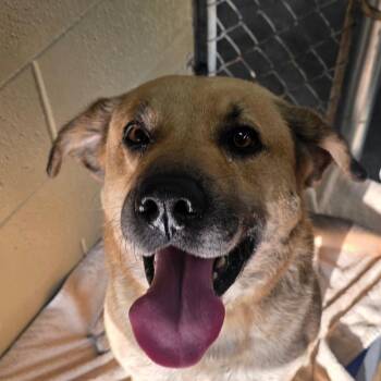 Gordon -  Black Mouth Cur and Beagle Dog Available for Adoption in Bronson, Florida - Gordon | PetCurious