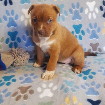 Chocolate Labrador Retriever and Boxer Dogs Available for Adoption - Hazel  | PetCurious