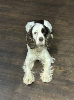 Lincoln -  English Springer Spaniel Dog for Adoption in Brownstown, Indiana - Lincoln | PetCurious