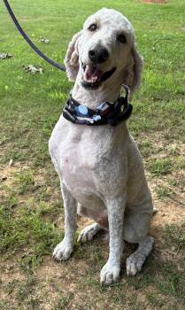 Timothy -  Poodle Dog for Adoption in Hartselle, Alabama - Timothy | PetCurious