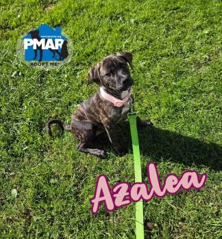 Azalea -  Pit Bull Terrier Dog for Adoption in Binghamton, New York - Azalea | PetCurious