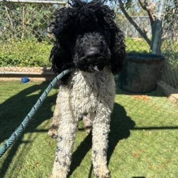 Standard Poodle Dogs Available for Adoption in Agua Dulce, California - Chanel | PetCurious