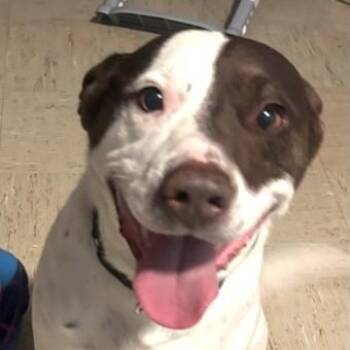 Pointer and Bulldog Dogs Available for Adoption in Andover, Massachusetts - Bandit | PetCurious