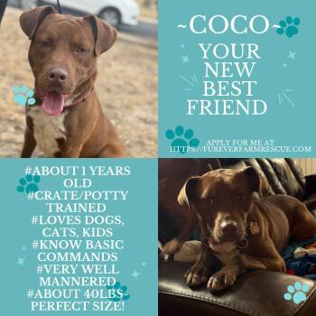 Pit Bull Terrier and Chocolate Labrador Retriever Dogs Available for Adoption - Coco | PetCurious