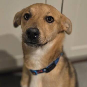 Shepherd Dogs Available for Adoption - Damian | PetCurious