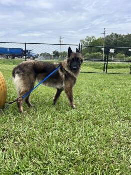 PENELOPE -  Dutch Shepherd and Mixed Breed Dog for Adoption in Winter Haven, Florida - PENELOPE | PetCurious
