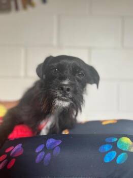 Terrier Dogs Available for Adoption in San Leon, Texas - Chimpas | PetCurious