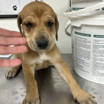 Hound Dogs Available for Adoption in Parrish, Alabama - Kendal | PetCurious