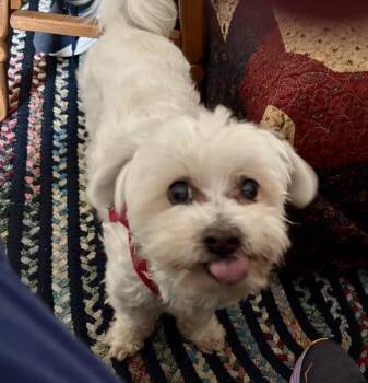 Simply Special Snowy -  Bichon Frise and Maltipoo Dog for Adoption in Carlsbad, California - Simply Special Snowy | PetCurious