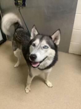 Rescue Husky and Mixed Breed Dogs for Adoption in Fort Worth, Texas - Tinkbell | PetCurious