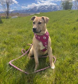 American Staffordshire Terrier Dogs Available for Adoption in Logan, Utah - Ann | PetCurious