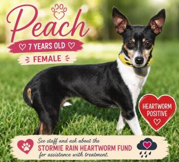 Peach -  Rat Terrier and Mixed Breed Dog for Adoption in Kingsland, Georgia - Peach | PetCurious