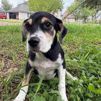 ROXI -  Labrador Retriever and Mixed Breed Dog for Adoption in Waterford, New Jersey - ROXI | PetCurious