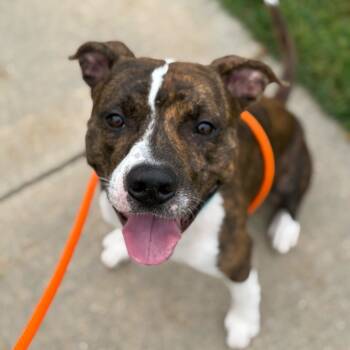 Rescue American Staffordshire Terrier Dogs for Adoption in Grand Rapids, Michigan - Wiggles | PetCurious